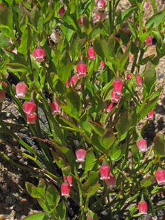 Vaccinium cespitosum (Dwarf bilberry)