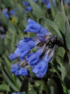 Mertensia lanceolata (Prairie bluebells)