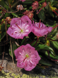 Kalmia microphylla (Alpine laurel)