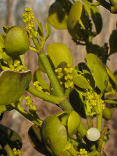 Phoradendron leucarpum (Oak mistletoe)