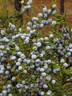 Juniperus virginiana var. silicicola (Southern red cedar)