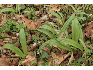Allium tricoccum (Wild leek)
