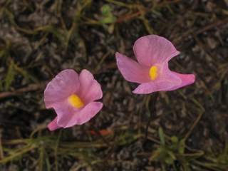 Utricularia resupinata (Lavender bladderwort)