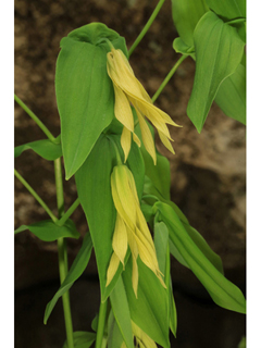 Uvularia grandiflora (Largeflower bellwort)