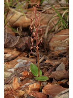 Listera australis (Southern twayblade)