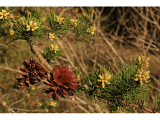 Pinus virginiana (Virginia pine)