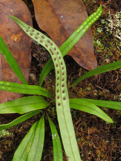 Lepisorus thunbergianus (Weeping fern)