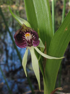 Prosthechea cochleata var. triandra (Clamshell orchid)