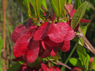 Dodonaea viscosa (Florida hopbush)