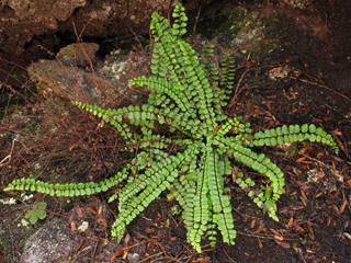 Asplenium trichomanes ssp. densum (Dense spleenwort)