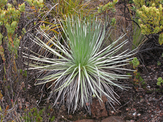 Argyroxiphium kauense (Mauna loa silversword)