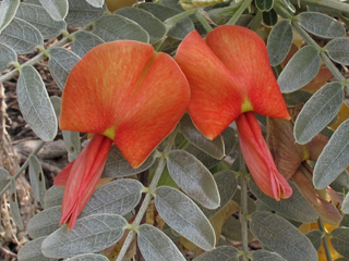 Sesbania tomentosa (Oahu riverhemp)