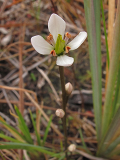 Bartonia verna (White screwstem)