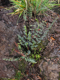 Pellaea ternifolia (Trans-pecos cliffbrake)