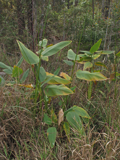 Thalia geniculata (Bent alligator-flag)
