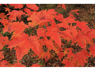 Acer rubrum (Red maple)