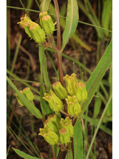 Asclepias pedicellata (Savanna milkweed)