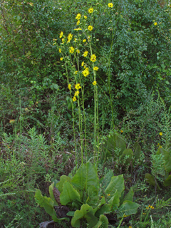 Silphium terebinthinaceum (Prairie rosinweed)