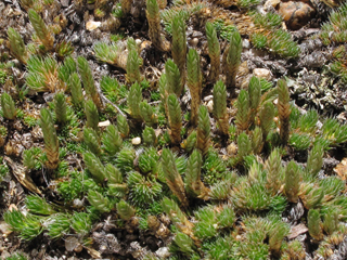 Selaginella densa (Lesser spikemoss)