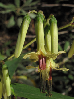 Prenanthes altissima (Tall rattlesnakeroot)