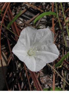 Stylisma patens (Coastal plain dawnflower)