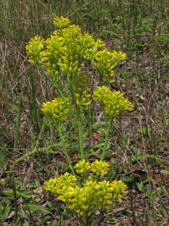 Polygala cymosa (Tall pinebarren milkwort)