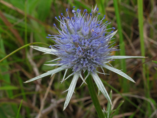Eryngium integrifolium (Blueflower eryngo)