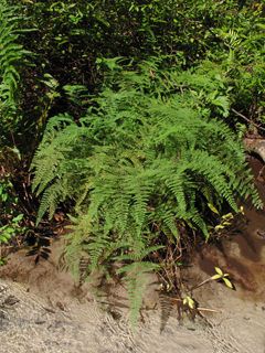 Hypolepis repens (Bramble fern)