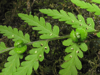 Cystopteris bulbifera (Bulblet bladder fern)