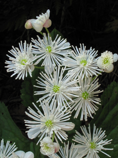 Trautvetteria caroliniensis var. caroliniensis (Carolina bugbane)
