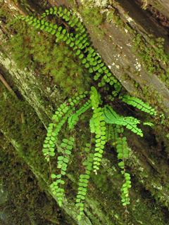 Asplenium trichomanes ssp. trichomanes (Maidenhair spleenwort)