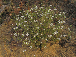 Minuartia caroliniana (Pine barren stitchwort)