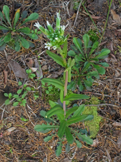 Arabis missouriensis (Green rockcress)