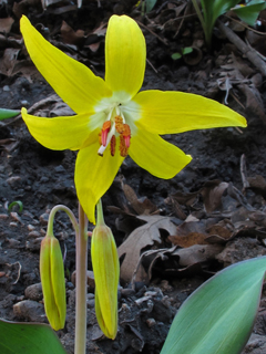Erythronium grandiflorum (Yellow avalanche-lily)