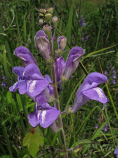 Scutellaria integrifolia (Helmet-flower)