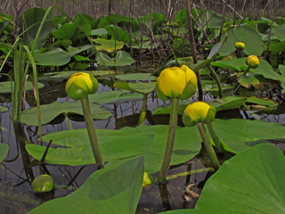 Nuphar lutea (Yellow pond lily)