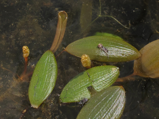 Potamogeton diversifolius (Waterthread pondweed)