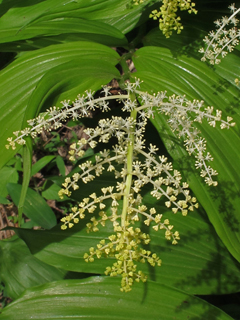 Maianthemum racemosum ssp. racemosum (Feathery false lily of the valley)