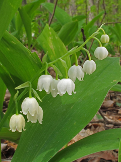 Convallaria majuscula (American lily-of-the-valley)