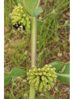 Asclepias viridiflora (Green comet milkweed)
