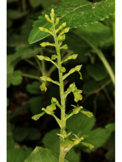 Listera caurina (Northwestern twayblade)