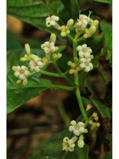 Psychotria nervosa (Seminole balsamo)
