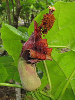Hibiscadelphus giffardianus (Kilauea hau kuahiwi)