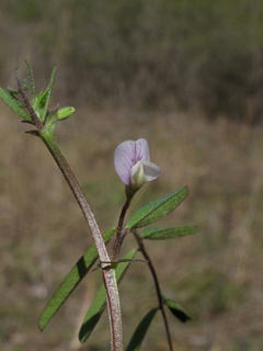 Vicia minutiflora (Pygmyflower vetch)