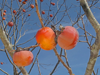 Diospyros virginiana (Common persimmon)