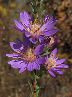 Symphyotrichum concolor (Eastern silver aster)