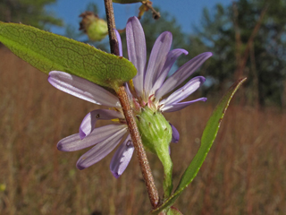 Symphyotrichum patens (Late purple aster)