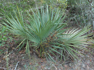 Sabal etonia (Scrub palmetto)