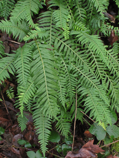 Polypodium glycyrrhiza (Licorice fern)