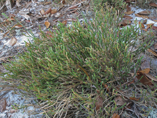 Selaginella arenicola ssp. arenicola (Sand spikemoss)
